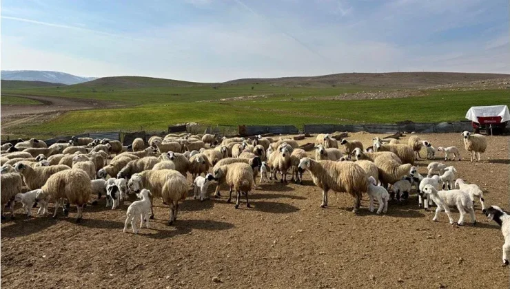 Karantina bitti, sevkiyatlar başladı